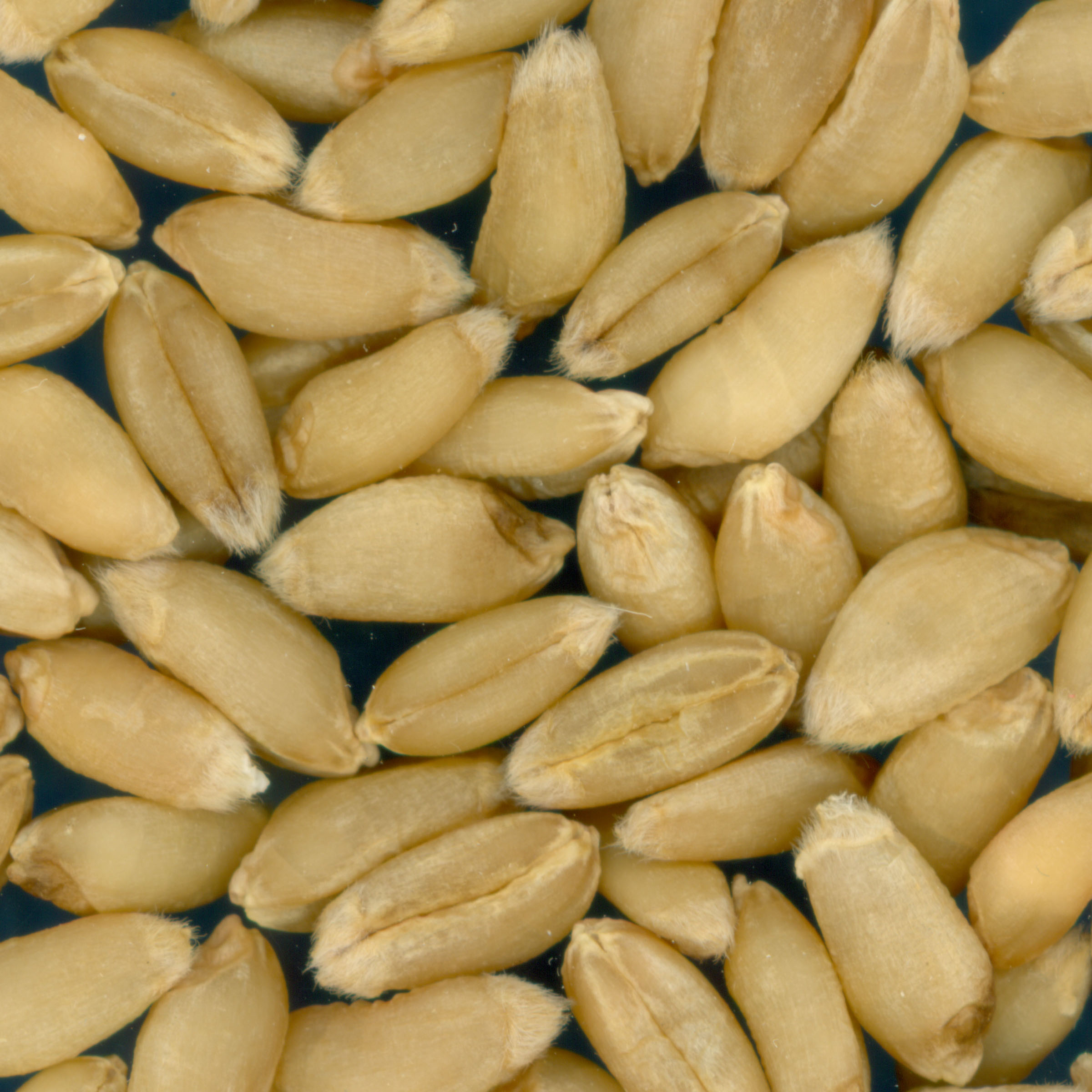 Click for 2 image(s) for this accession. KERNELS